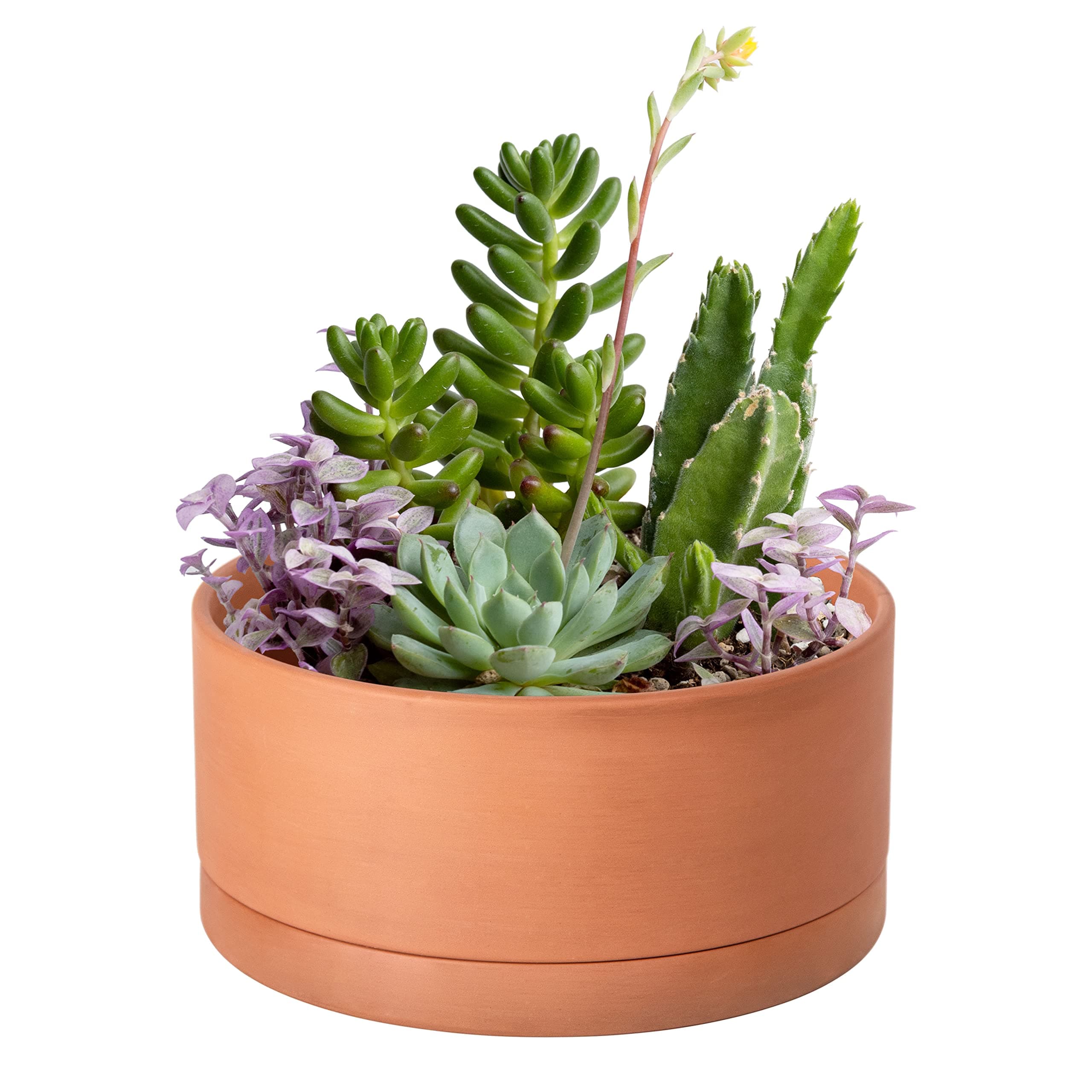 D'vine Dev 8 Inch Succulent Terracotta Shallow Pot with Drainage Hole and Saucer, Round Cylinder Planter Pot for Plant Flower, 40-Y-A-0