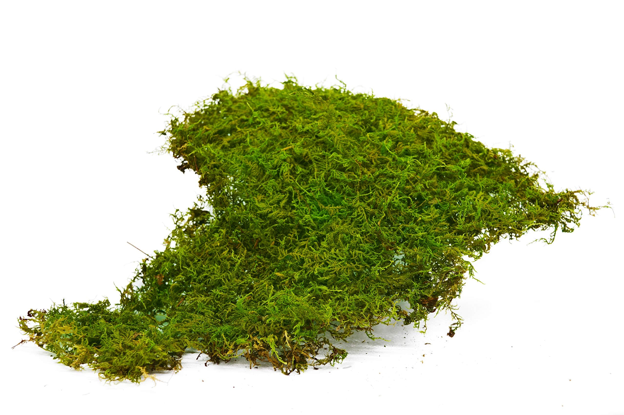| Real Live Sheet Moss 1 Quart | Great in Terrariums, Fairy Gardens, Home Decor