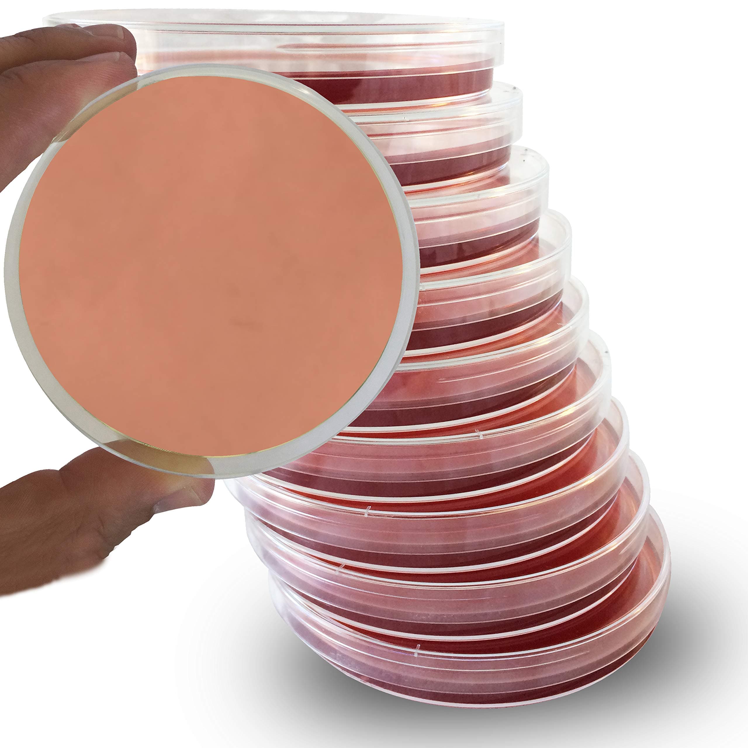 MacConkey Agar Plates - Evviva Sciences - 10 Prepoured MacConkey Agar Petri Dishes - Great for Science Fair Projects