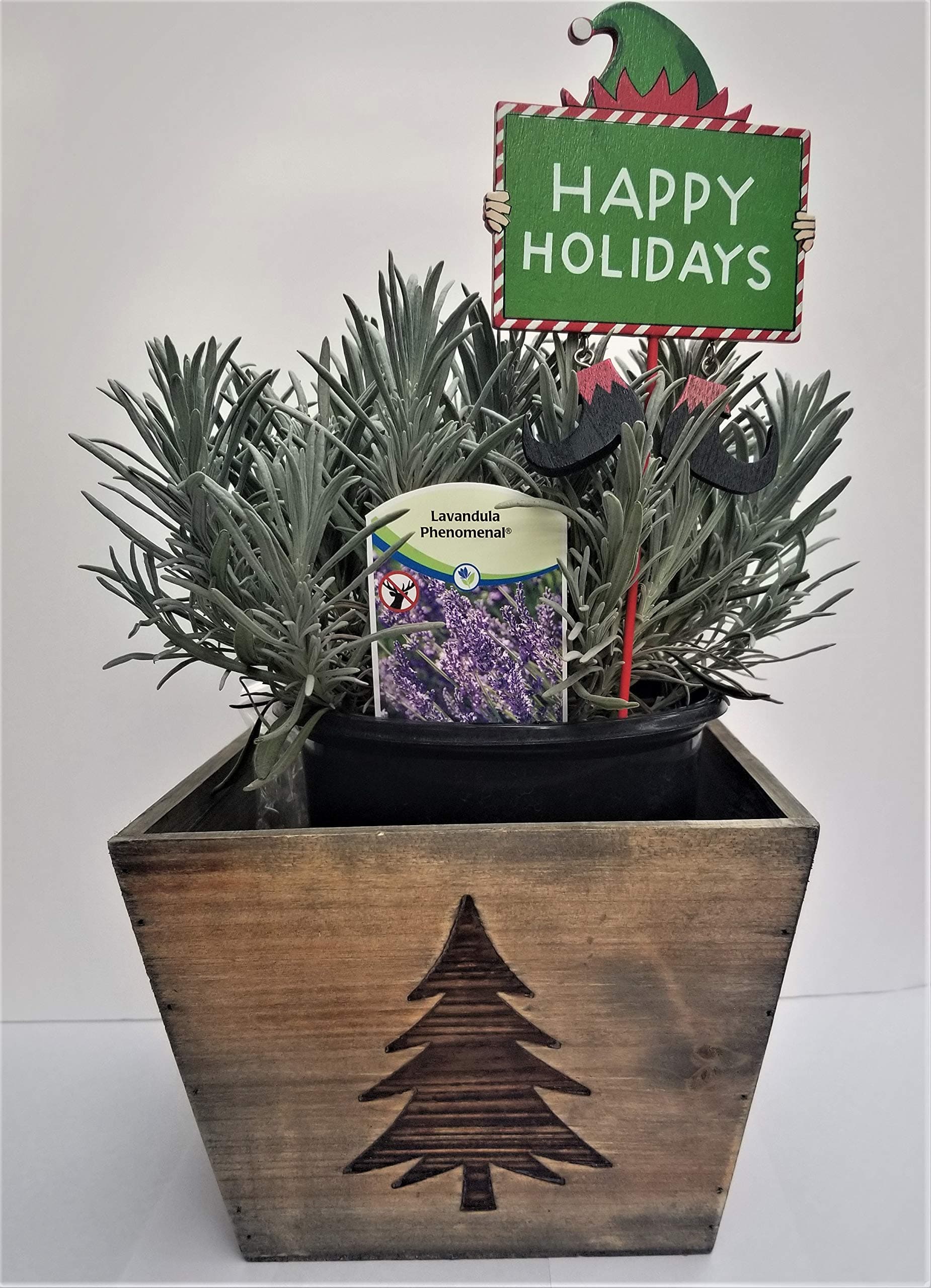 Lavender Gift Package - Includes Wood Planter, Soil and a 1qt Lavender Plant