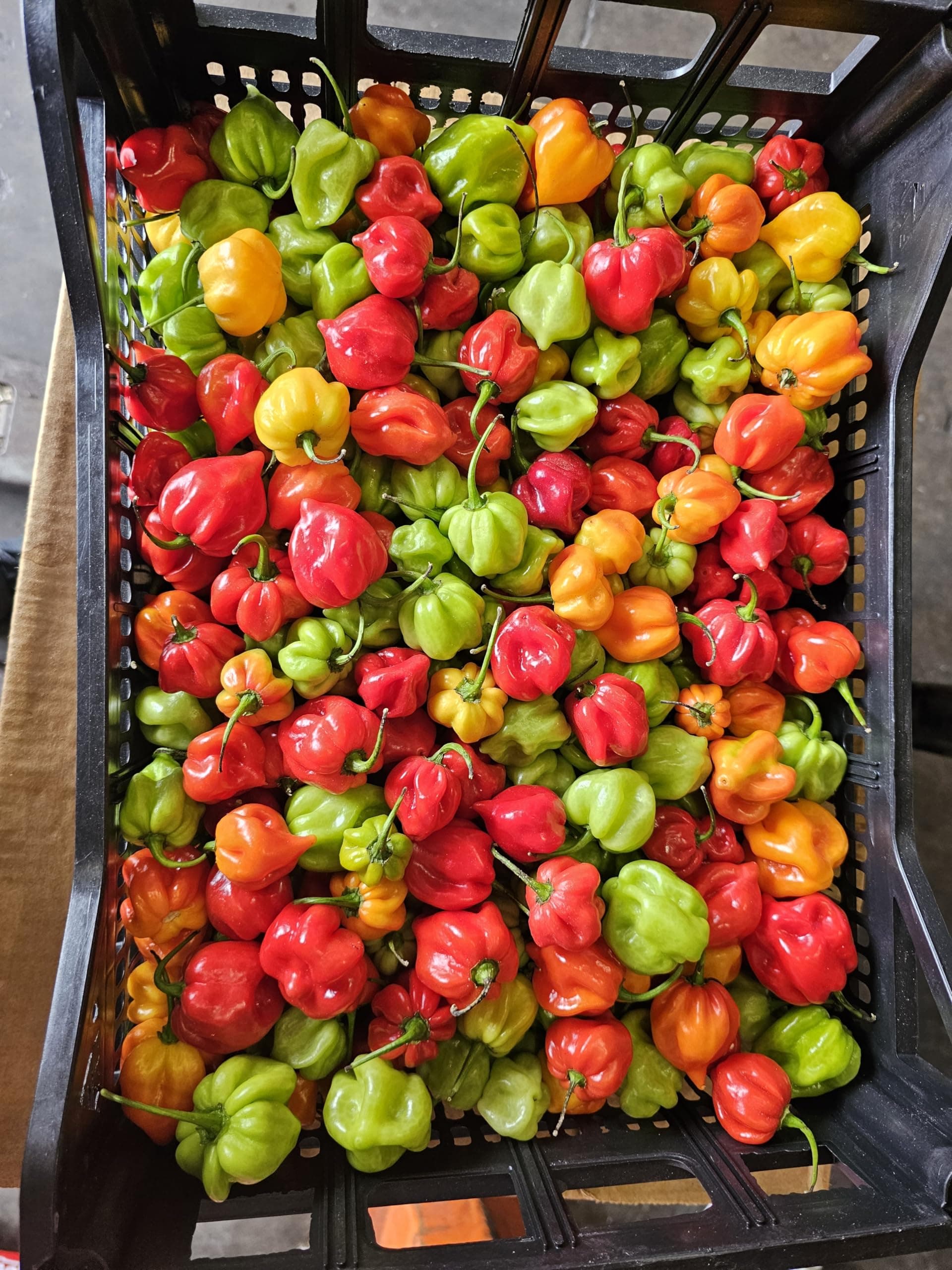 Fresh Scotch Bonnet by Oluzon - 250g