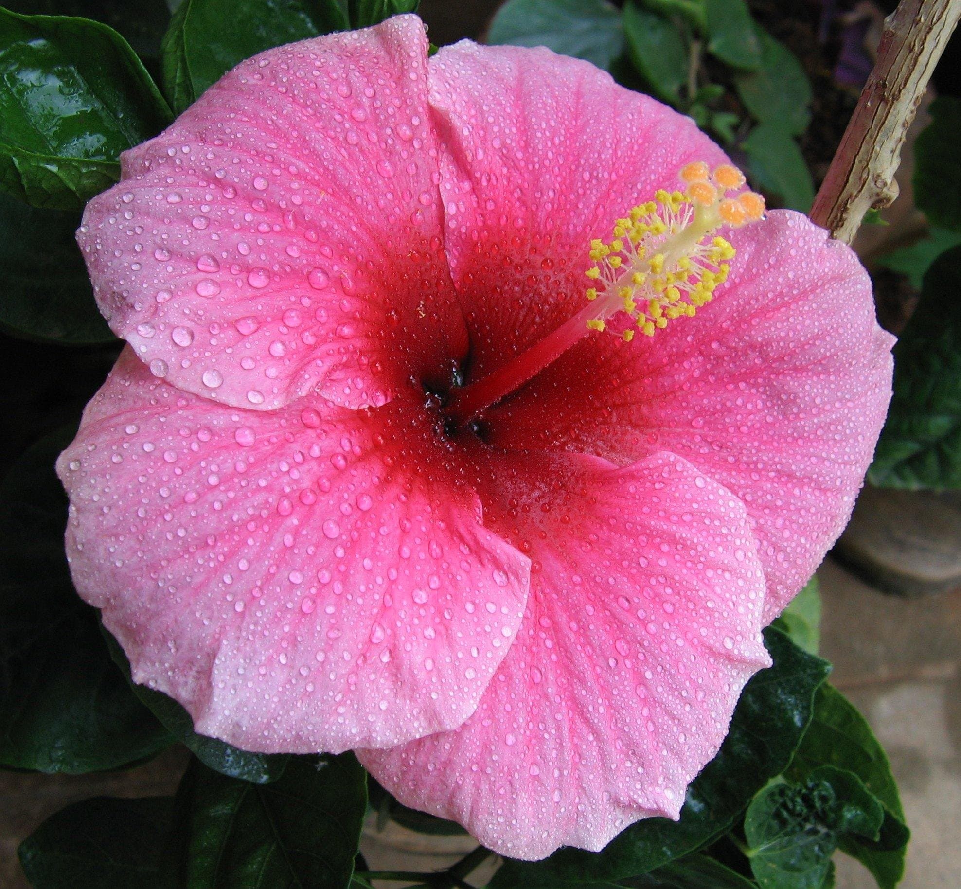 Hawaiian Pink Hibiscus Cutting 4 Pack