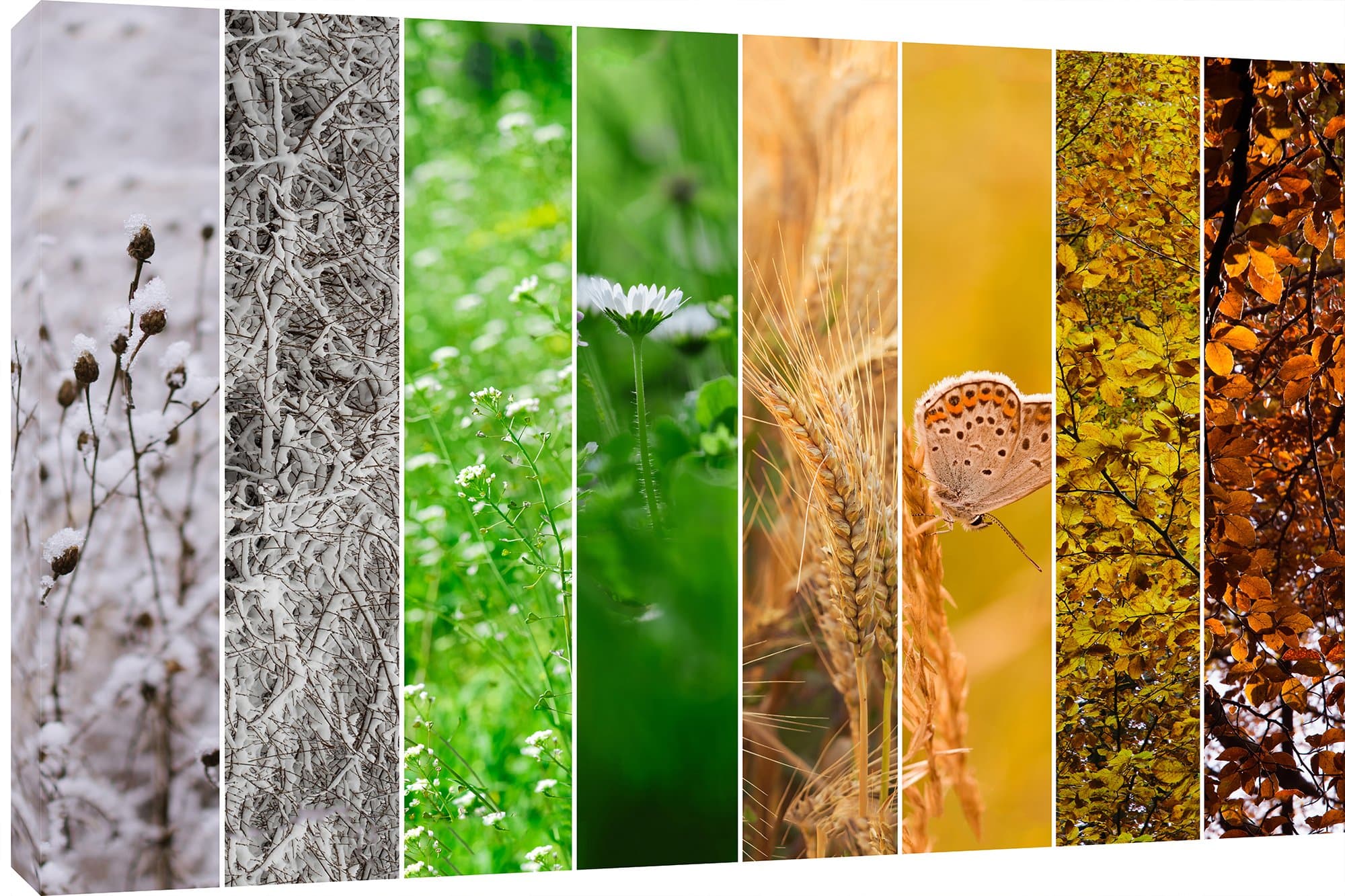 MOOL "Four Seasons Collage" Canvas Wall Art Print, Multi-Colour, Large, 32 x 22-Inch