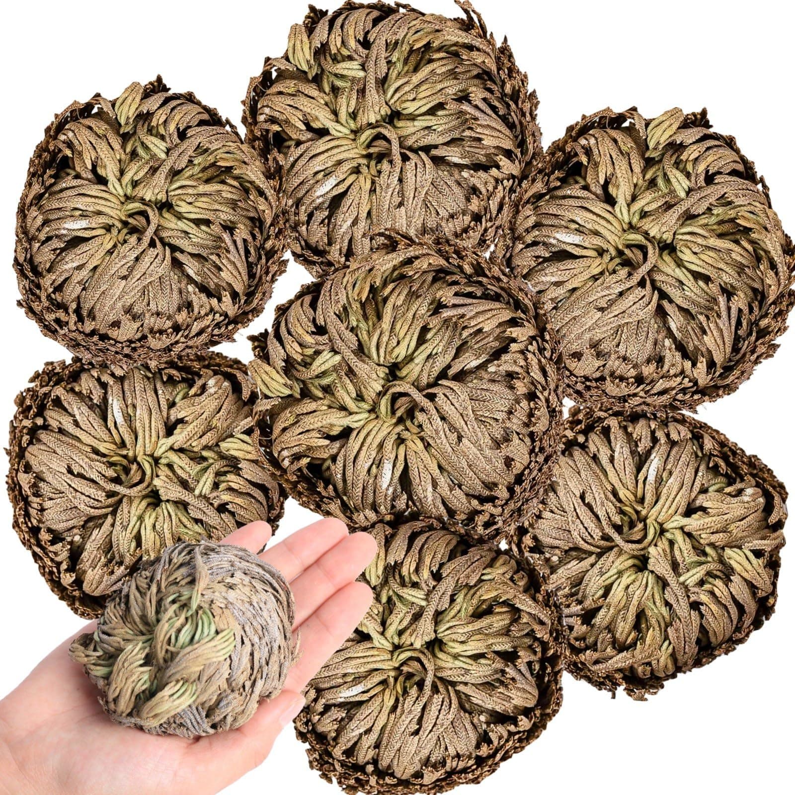 7 Pack Jellyco Roses Dried Plants - Rosa de Jerico Original Dried Fern Scale Leaves Prayer Plants Spiritual Purification Home Decor