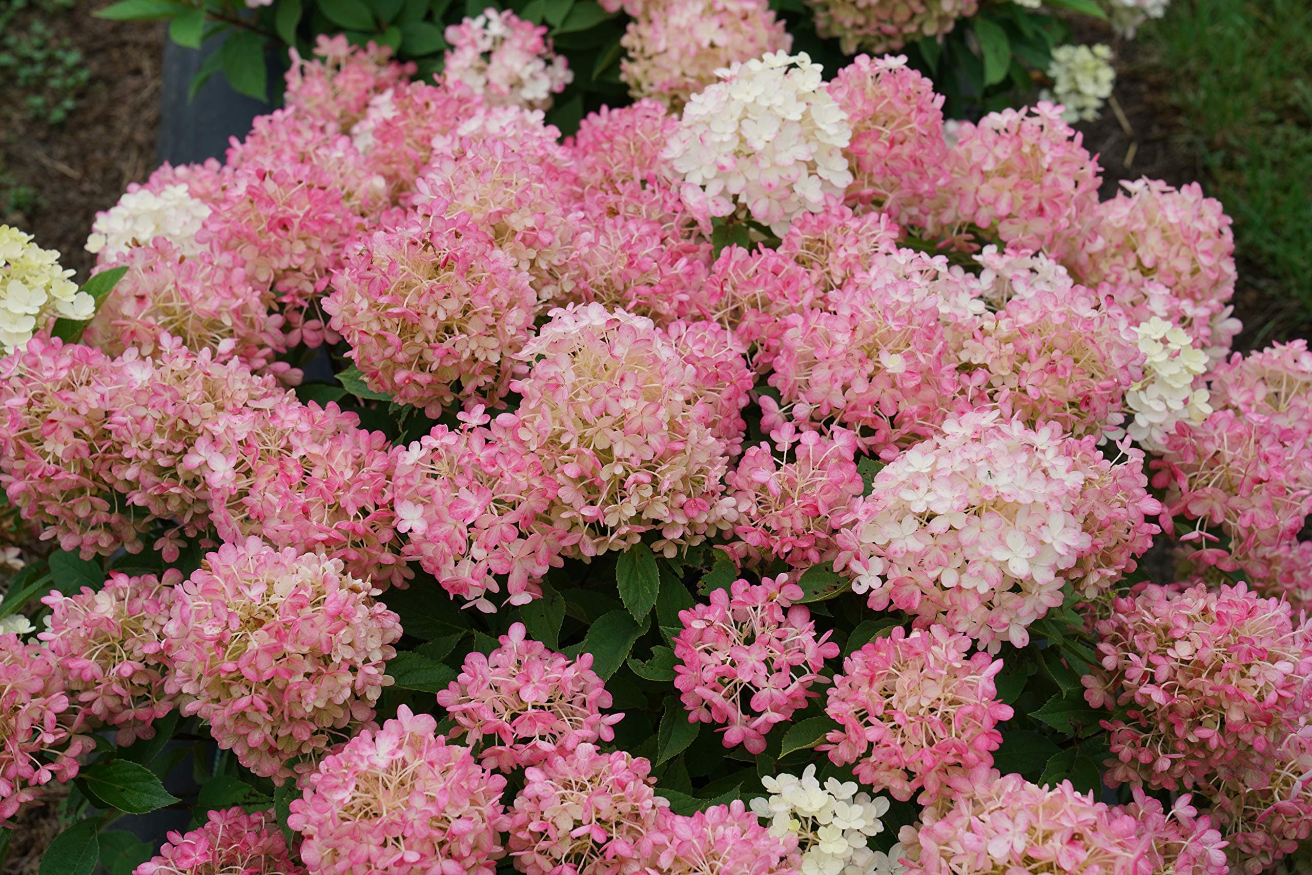 4.5 in. Qt. Fire Light 'Tidbit' Hydrangea, Live Plant, White and Red Flowers