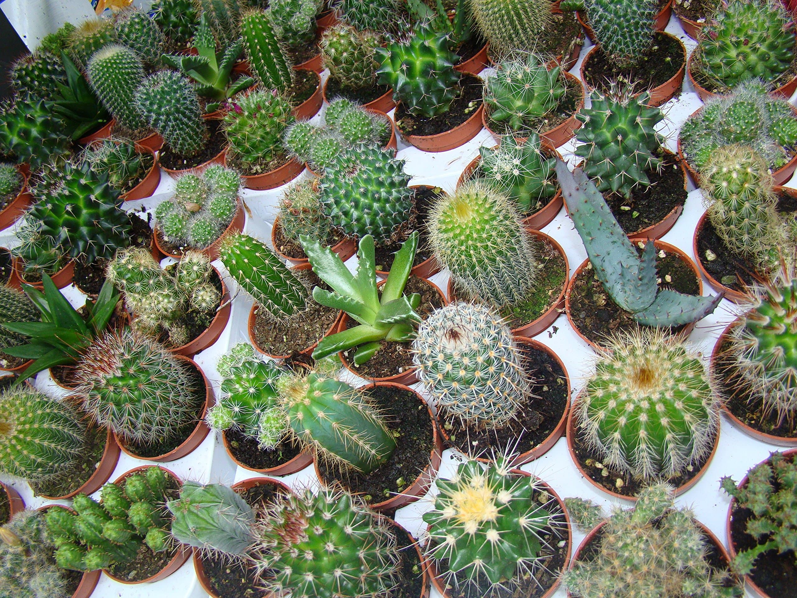 20 x Cactus Plants - Cactus Collection