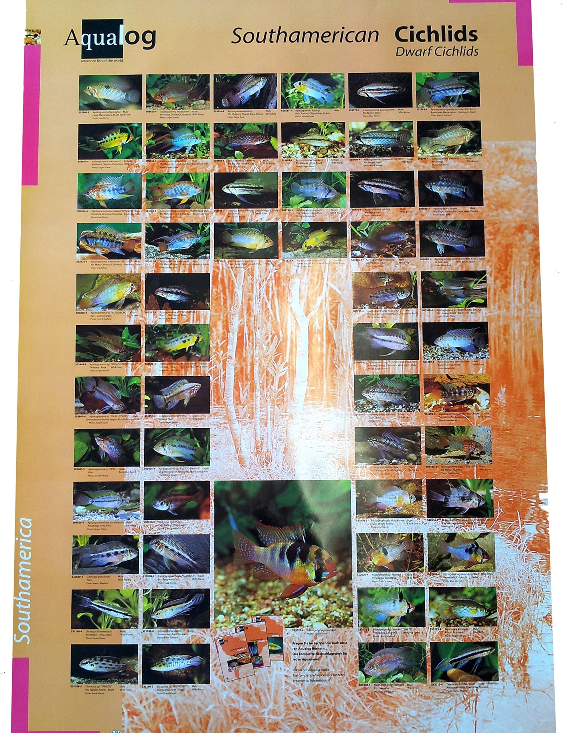 AQUALOG: Poster Dwarf Cichlids 2 (Apistogramma + Other Dwarf Cichlids)