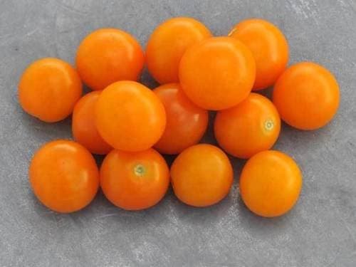 30 SUNGOLD OP CHERRY TOMATO SEEDS 2017