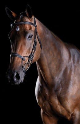 Collegiate ComFiTec Fancy Stitch Bridle