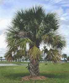 10 Sabal Palm Tree Cabbage Palmetto Seeds