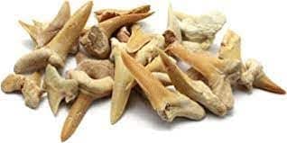 Prehistoric Fossils Shark Tooth Pack