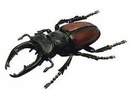 Insect Model 4d 3d Stag Lucanidae Beetle Bug Puzzle 19 Pieces & Book