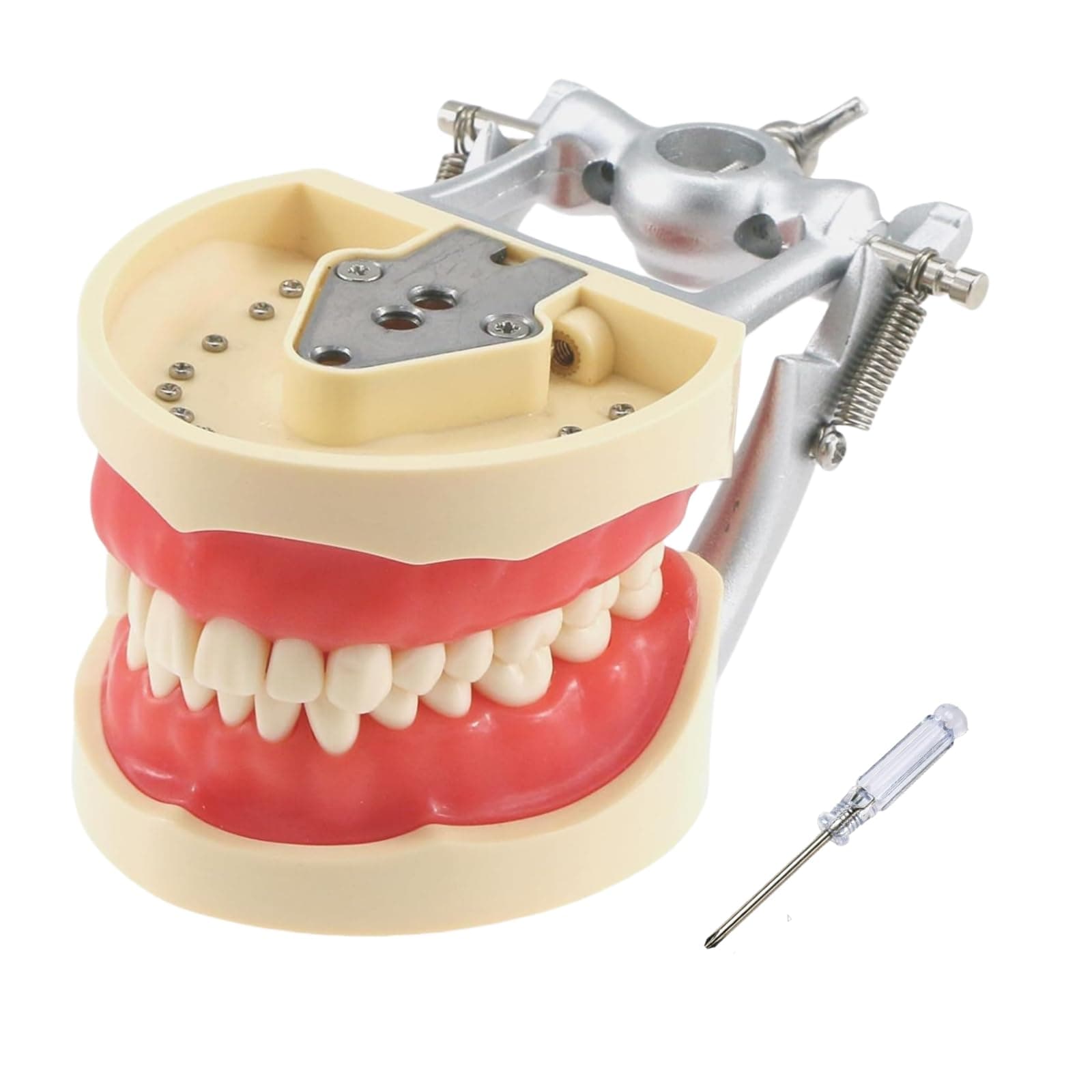 Dental Typodont Teeth Model, with 32 pcs Removable Teeth Compatible with Kilgore Nissin 200 Type for Teaching, Practice and Study
