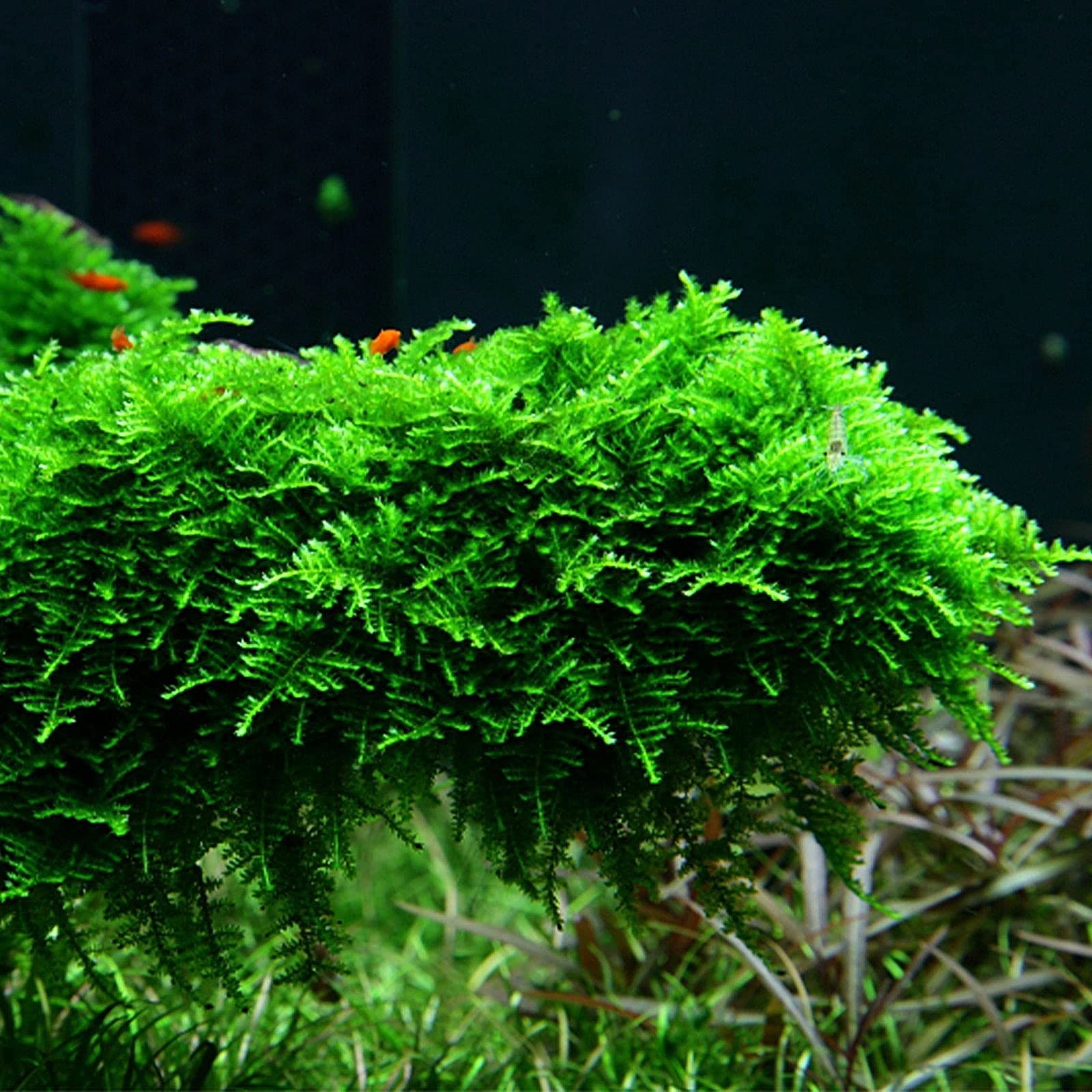 Vesicularia Live Aquarium Christmas Java Moss 10g-100g (10g)