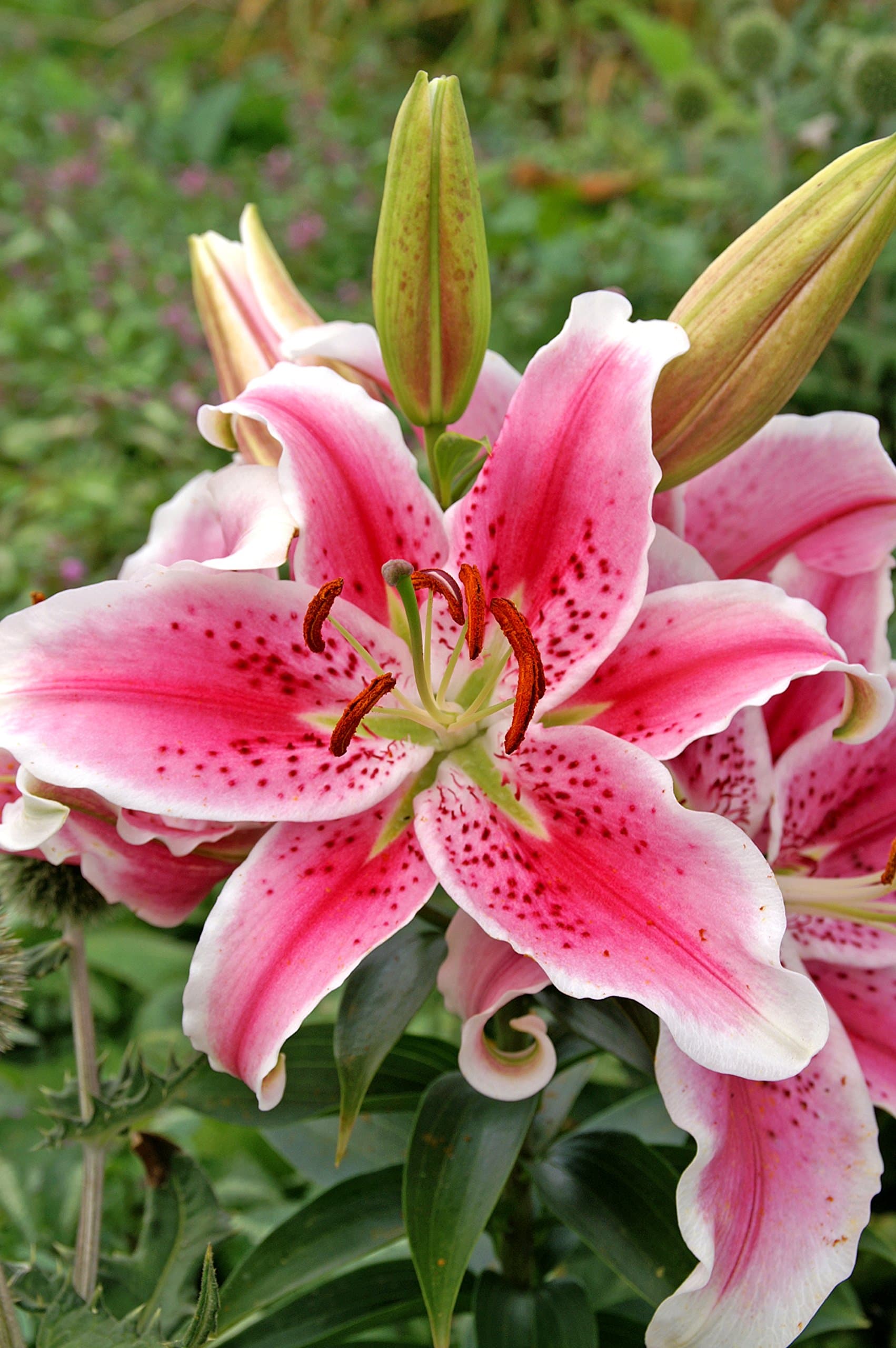 Stargazer Oriental Lily Bulbs 3 Pack